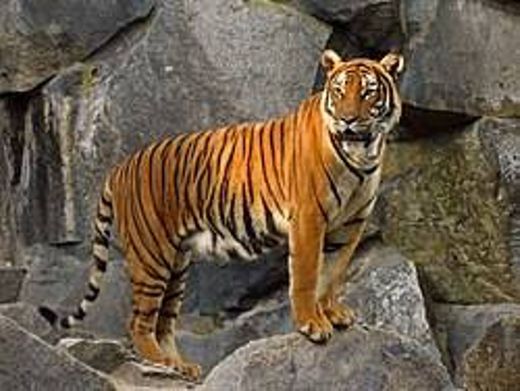 Tigre-da-indochina – Wikipédia, a enciclopédia livre
