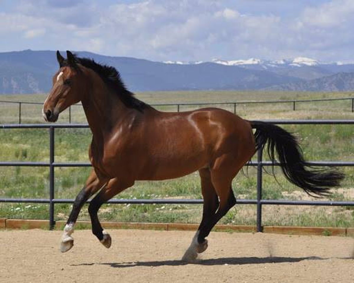 Fashion Cavalo Holsteiner – o cavalo alemão de gosto universal | Por fora ...