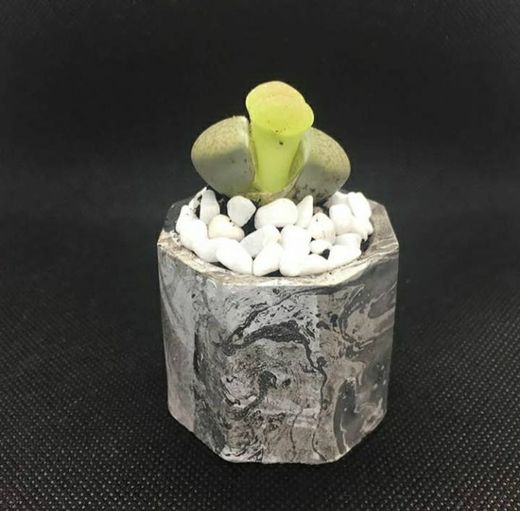 Mini Maceta para Cactus 🌵