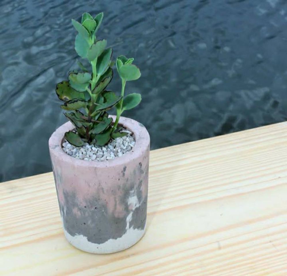 Social Maceta Decorativa 🌵