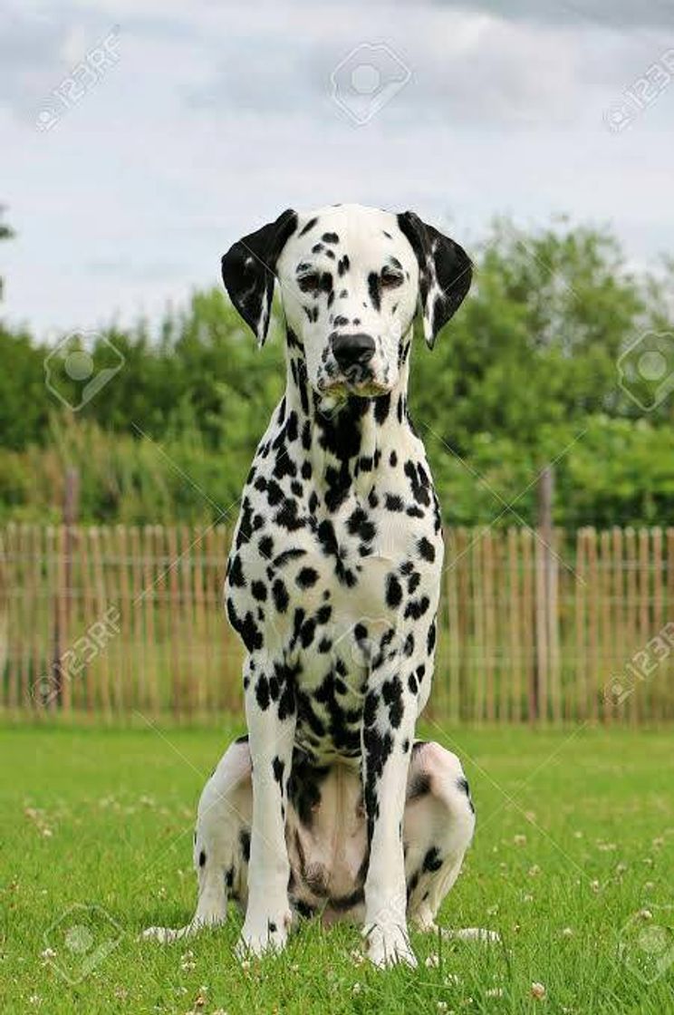 Moda 🐕🐶DALMATA🐕🐶