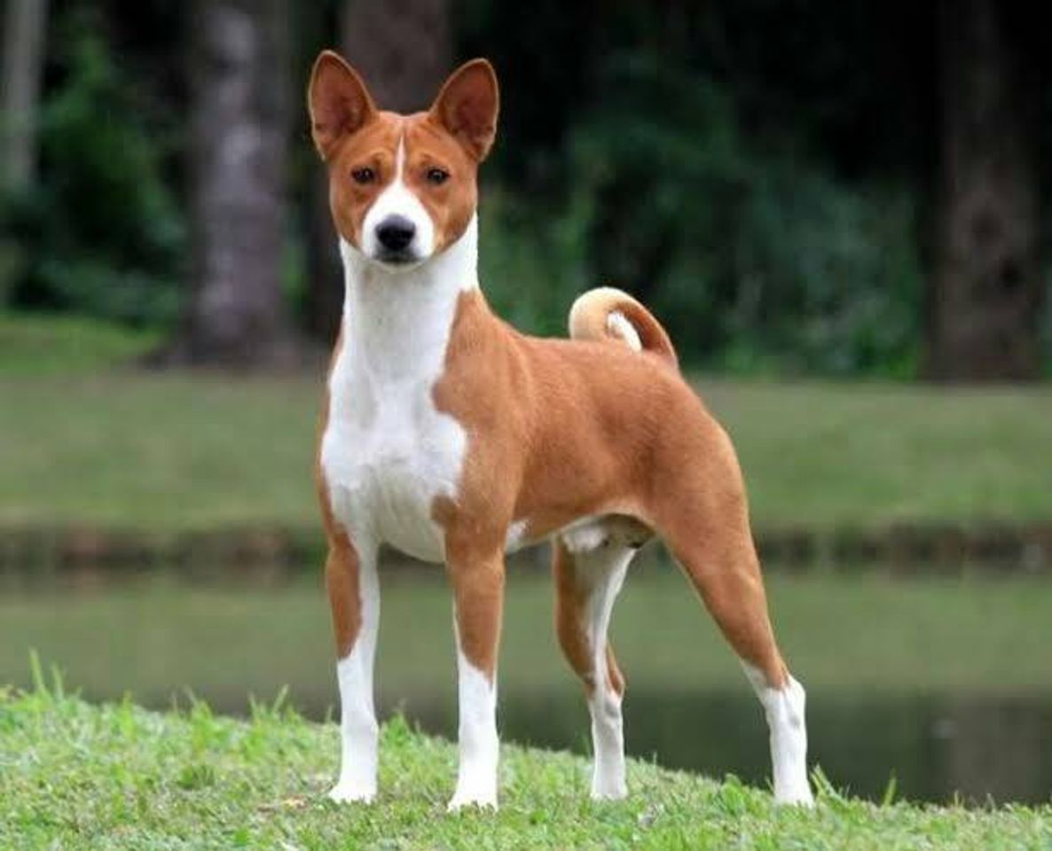 Moda 😗🐶😍Basenji🐶🐕😍

