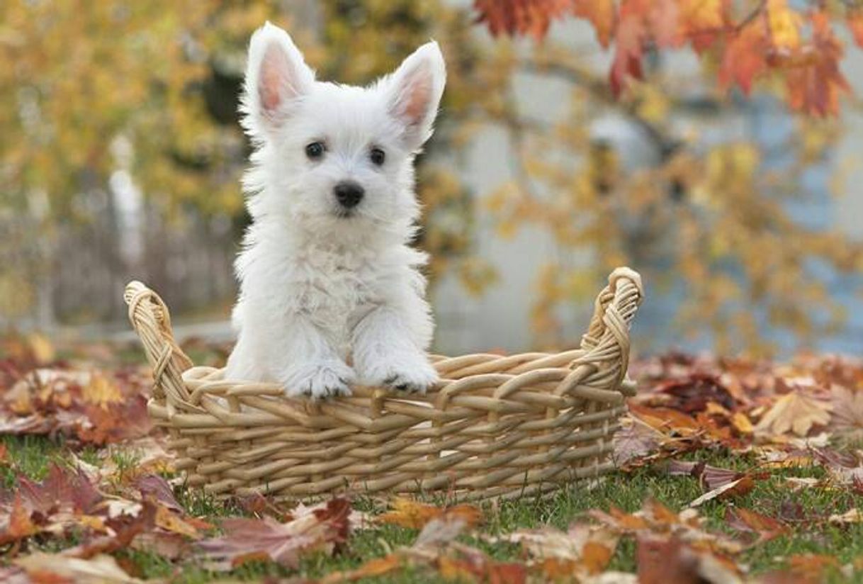 Social 🐕🐶❤Perritos😍🐶🐕❤