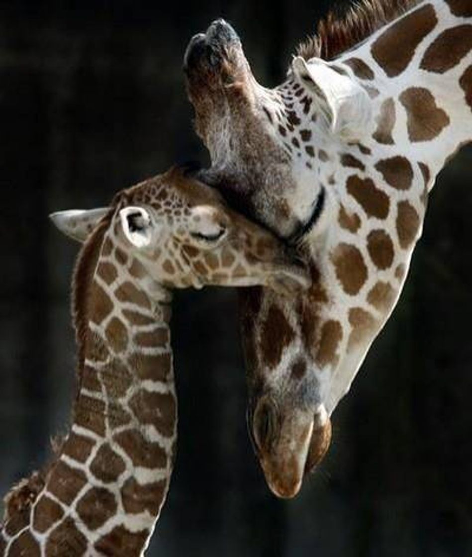 Social Animais fofinhos 