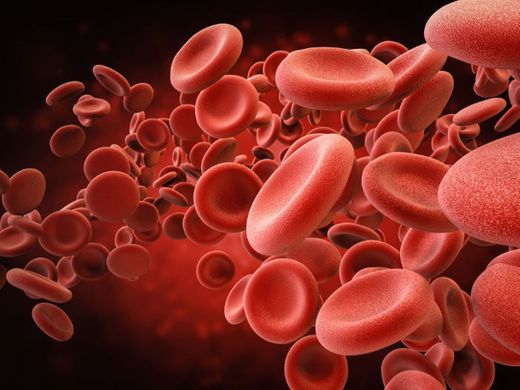 Células do sangue 