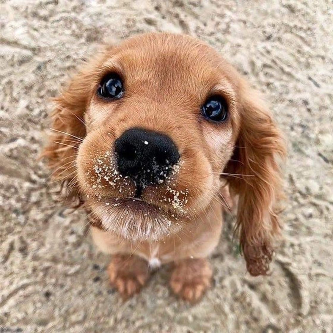 Moda Cocker 🤎