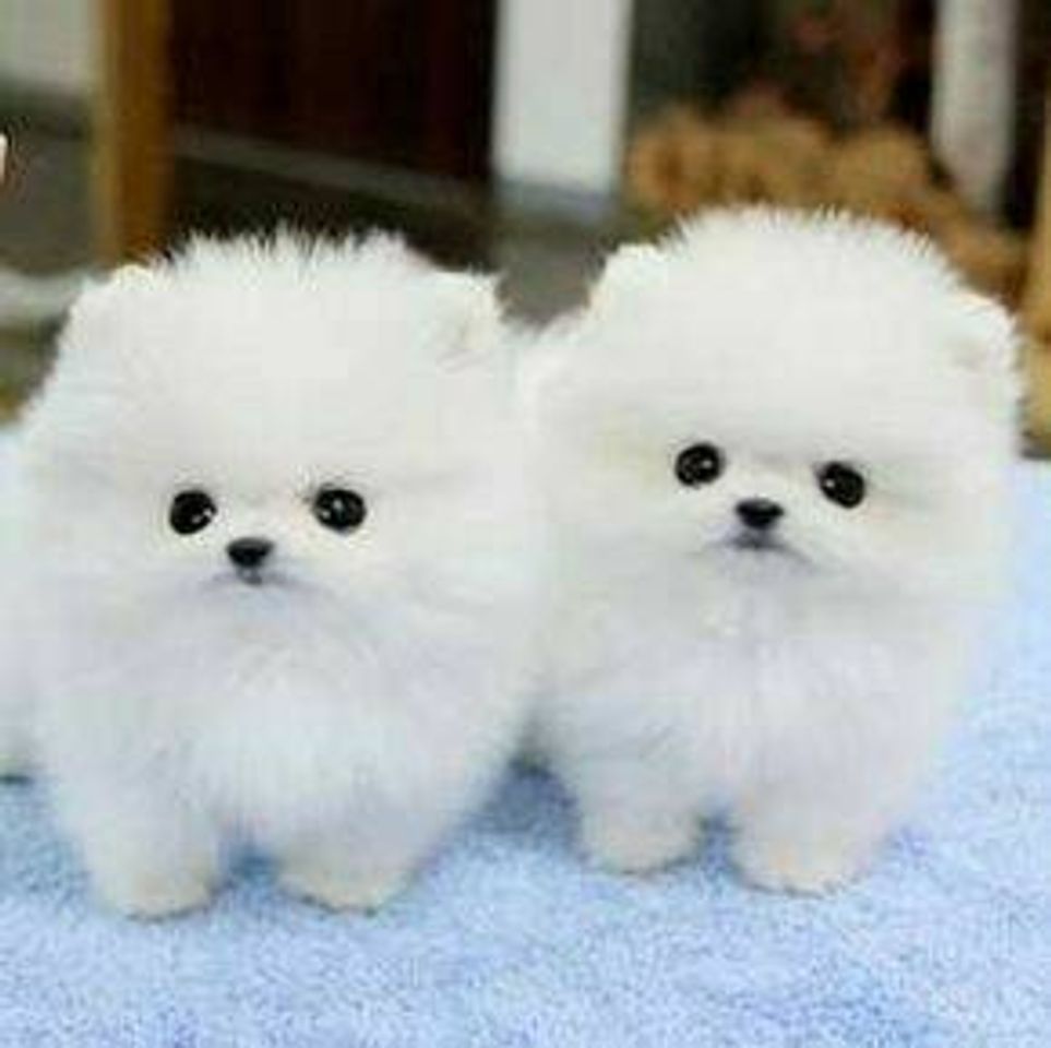 Moda Cachorrinhos branquinhos e peludos 🐩