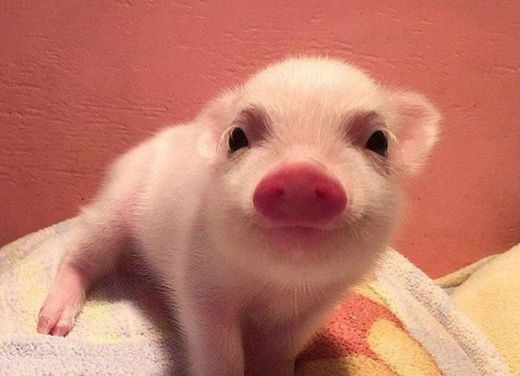 Mini porco