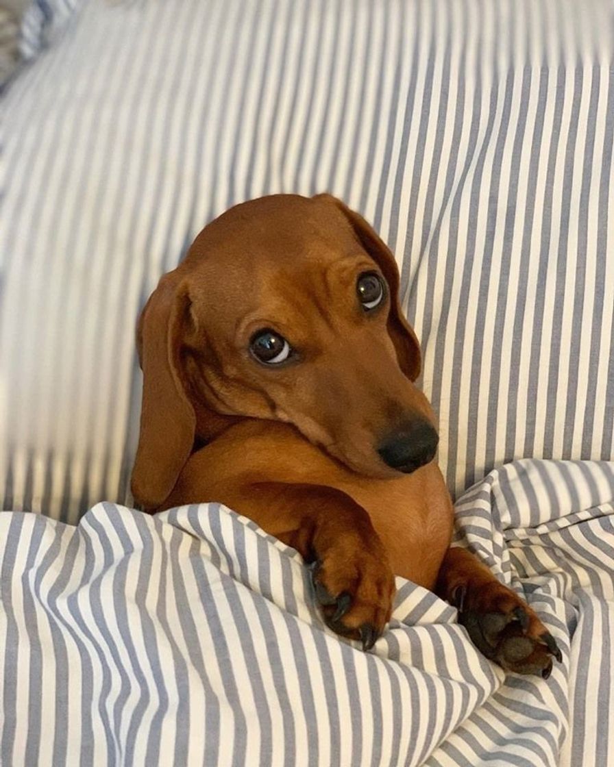 Moda Dachshund 