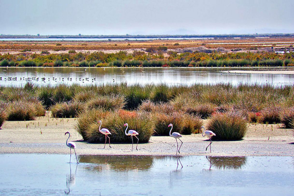 Lugar Doñana