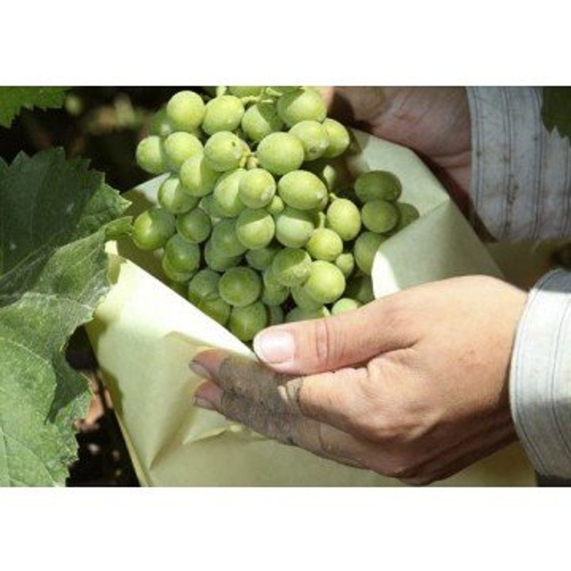 Productos Tecnologías Agrarias 100 Bolsas Protectoras para Uvas