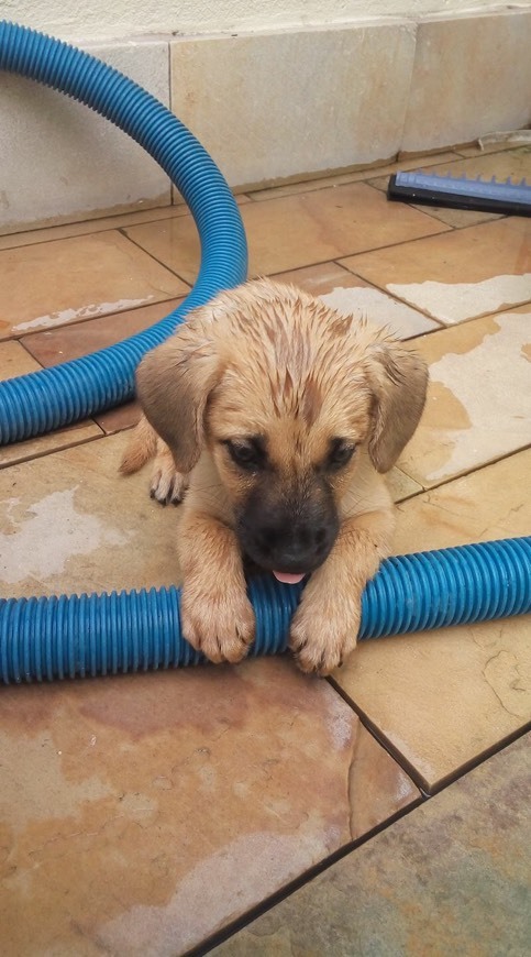 Libro El cachorro llega a casa