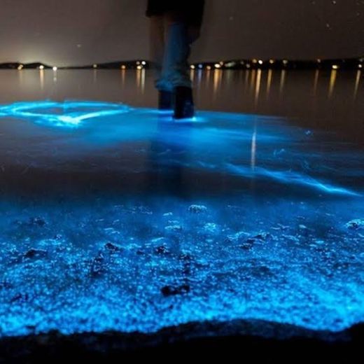 bioluminescent kayak tour in florida