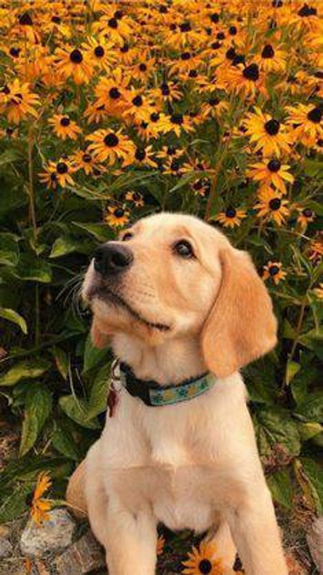 Fashion Cachorrinho e flores 🐕🌻