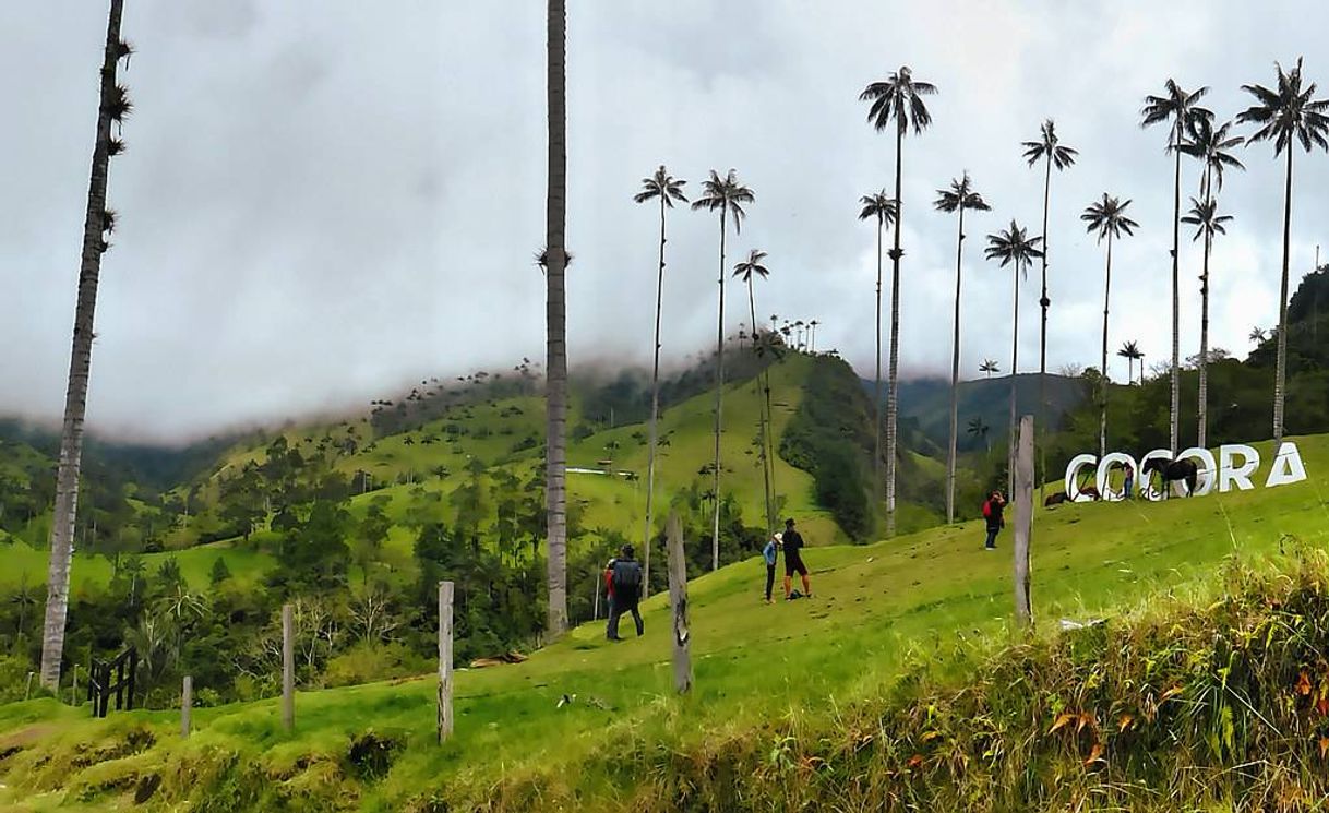 Restaurantes Valle Del Cocora