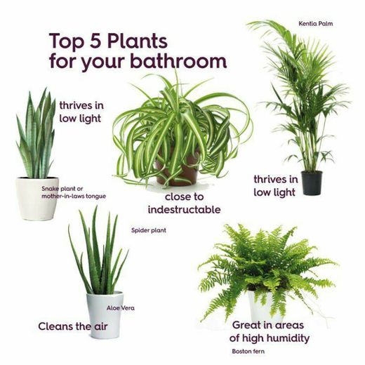 Plantas para o Banheiro