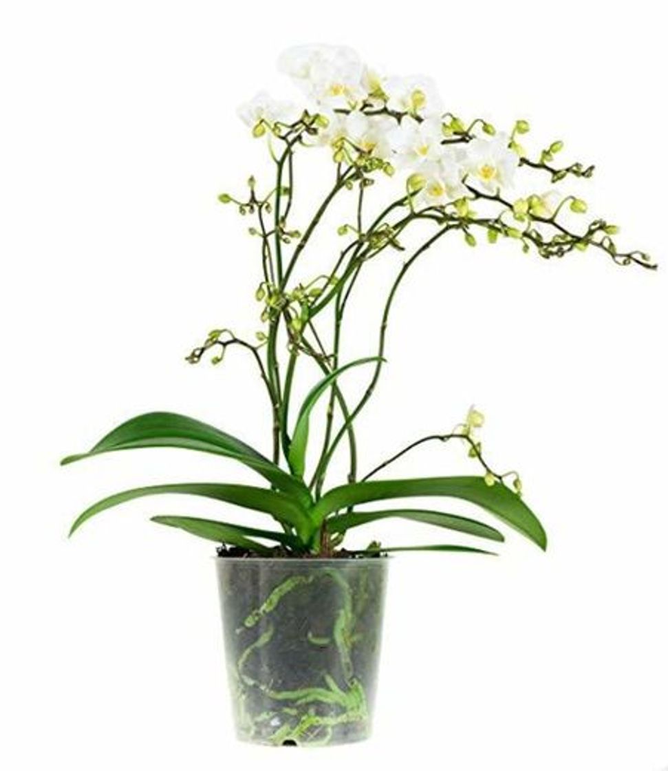 Producto Orquídea Dendrobium Nobile