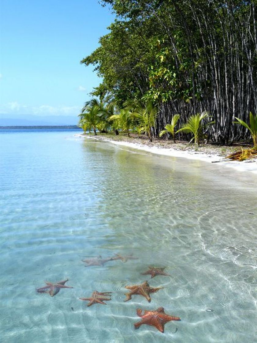 Place Starfish Beach