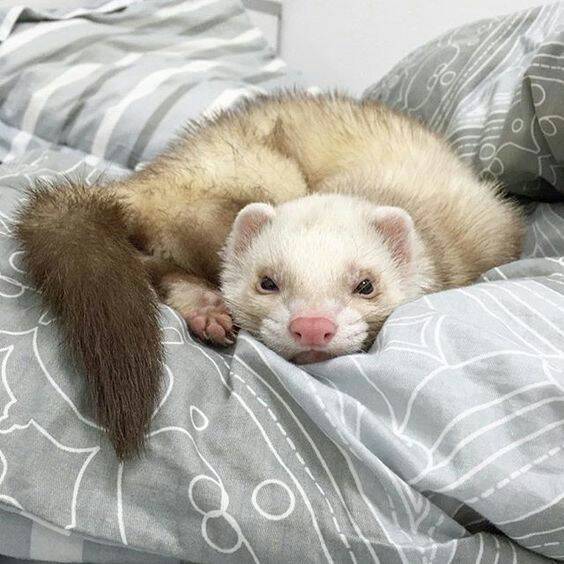 Moda Ferret