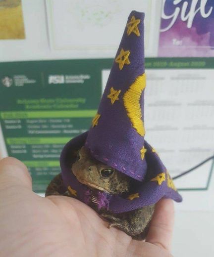 🐸🧙‍♀️