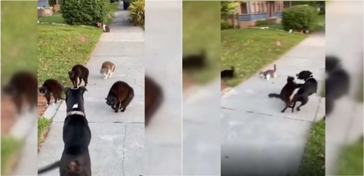 Moda Cachorro grandalhão é colocado pra correr por 'gangue'... 