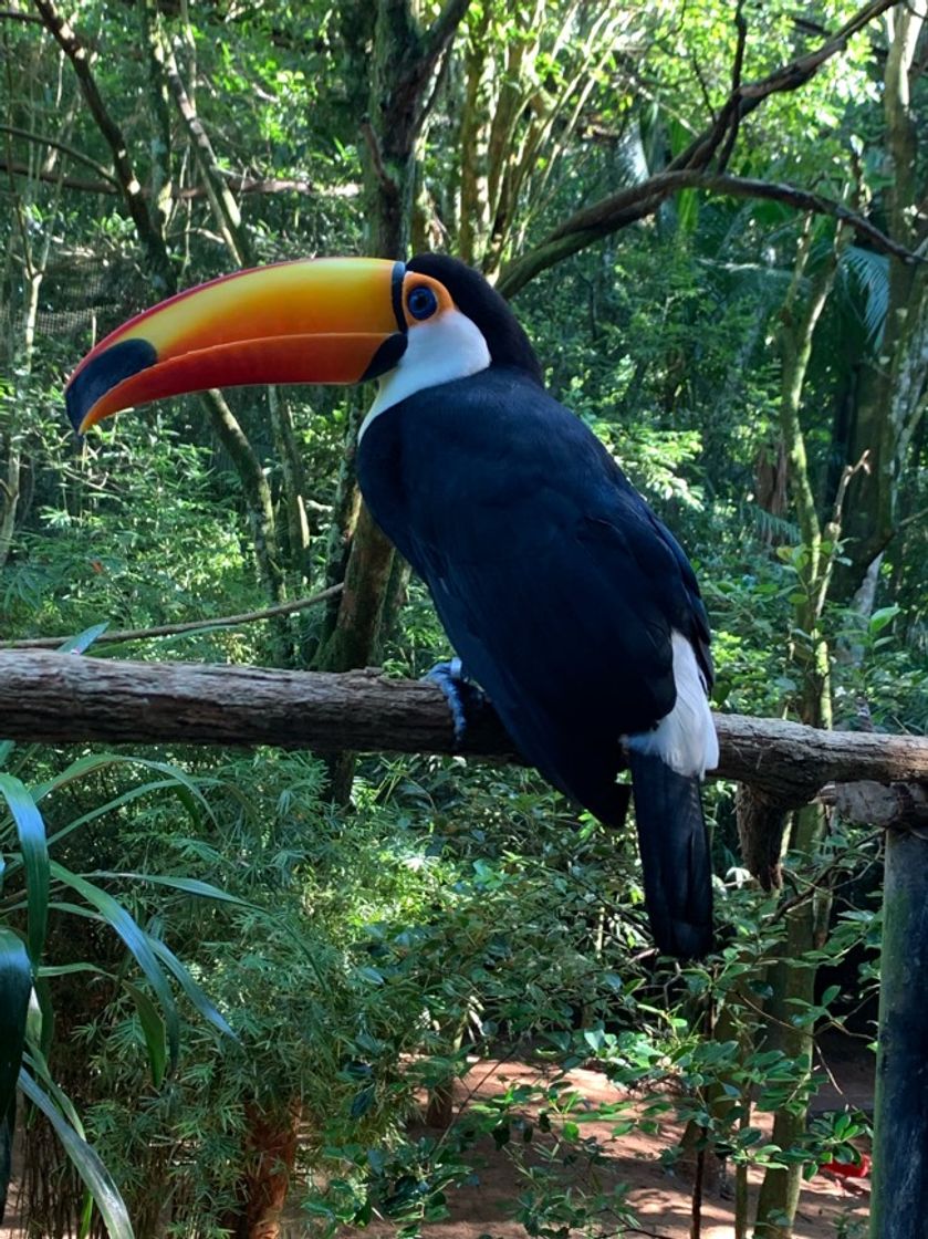 Moda Parque das aves Foz do Iguaçu 