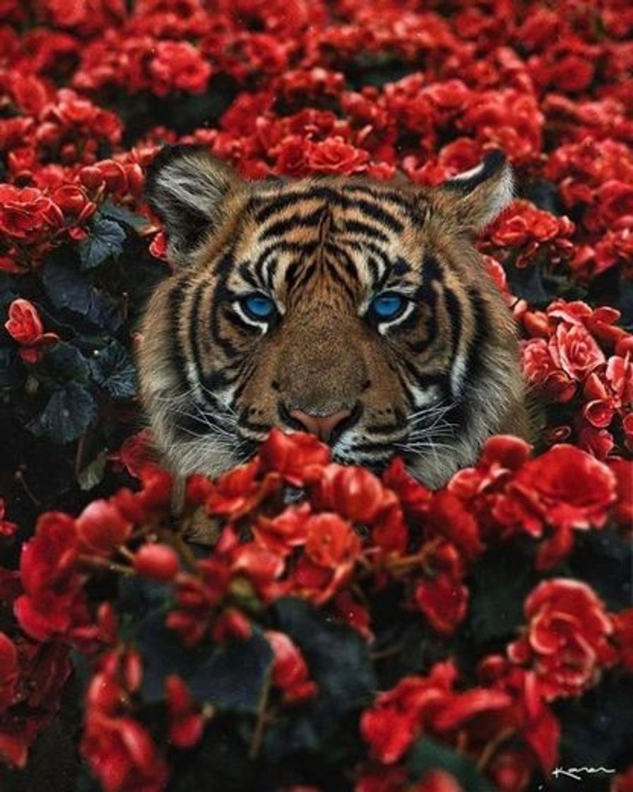 Social leão 🦁
