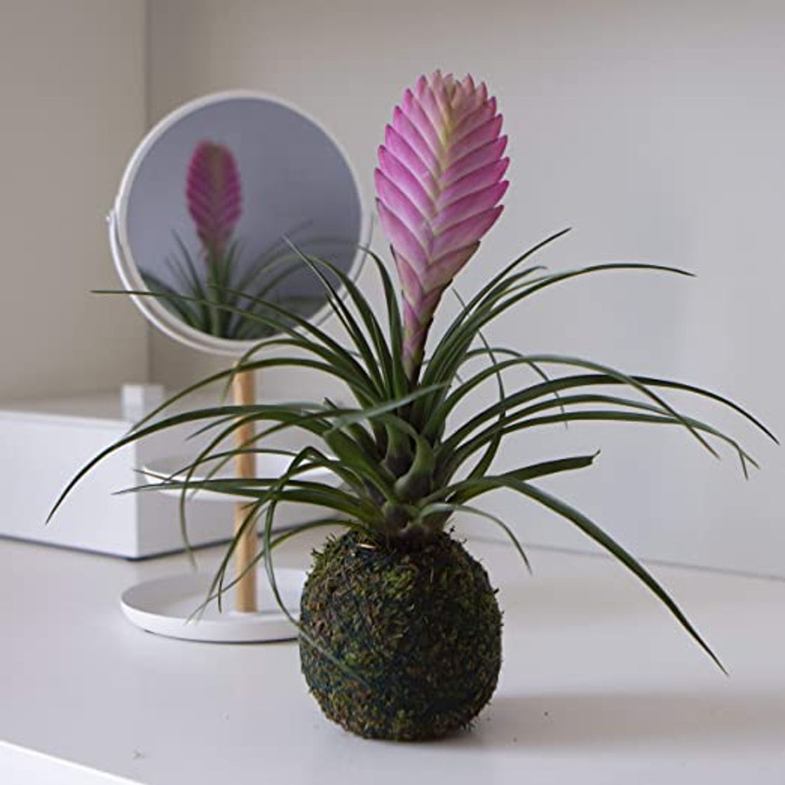 Moda Tillandsia Rosa Kokedama