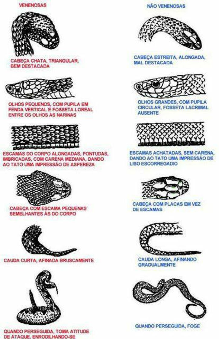 Moda Comparação 