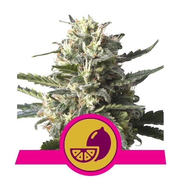 Moda Lemon Shine Silver Haze