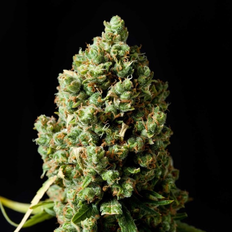 Moda Jack Herer