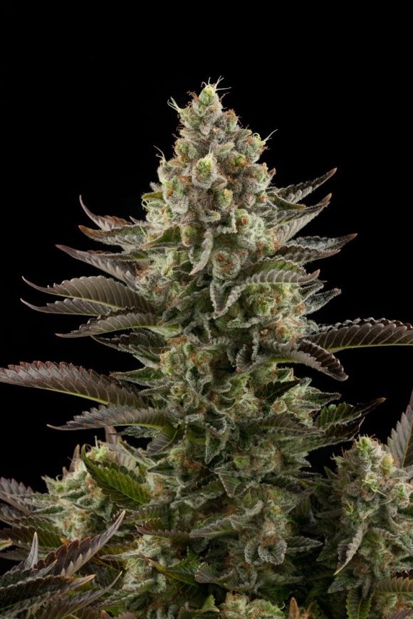 Fashion White Widow