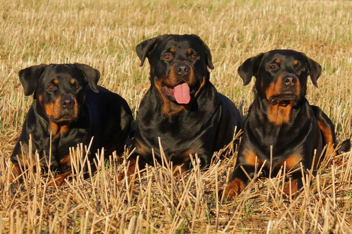 Fashion Rottweiler 