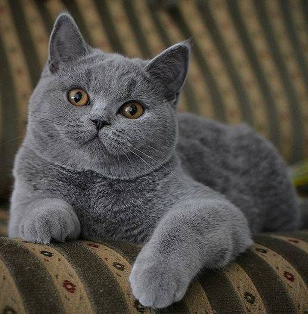 Fashion British Shorthair - Wikipedia