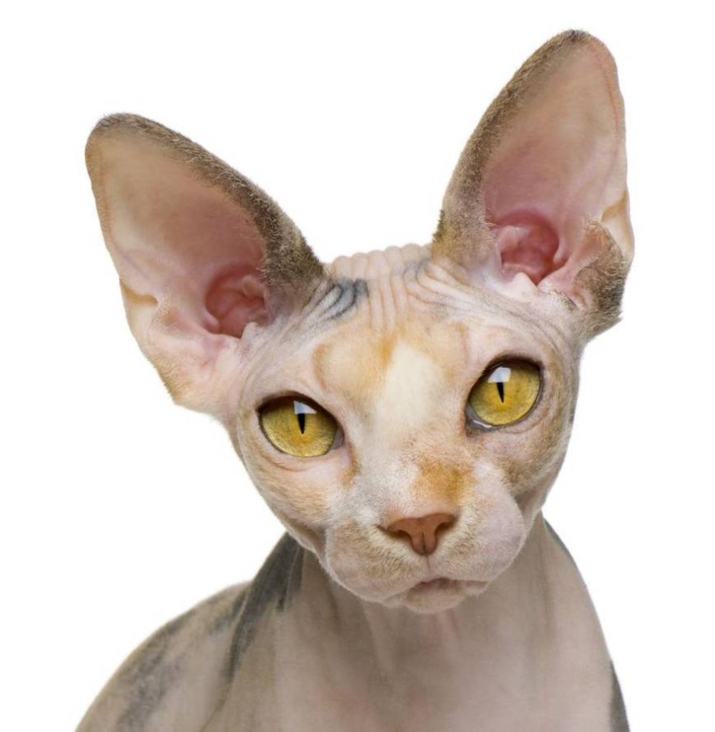 Moda Sphynx