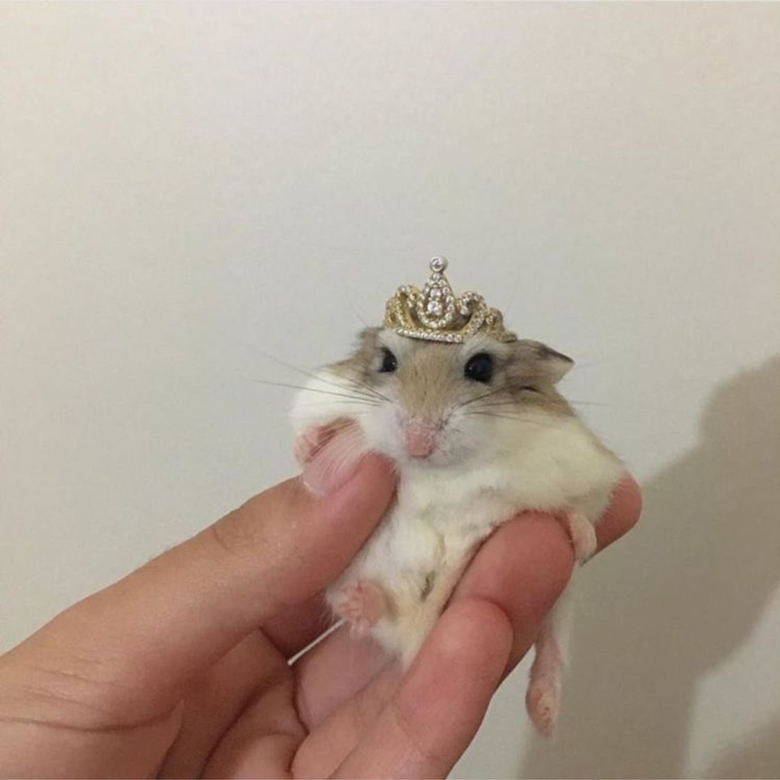 Moda princess🐹👑