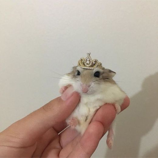 princess🐹👑