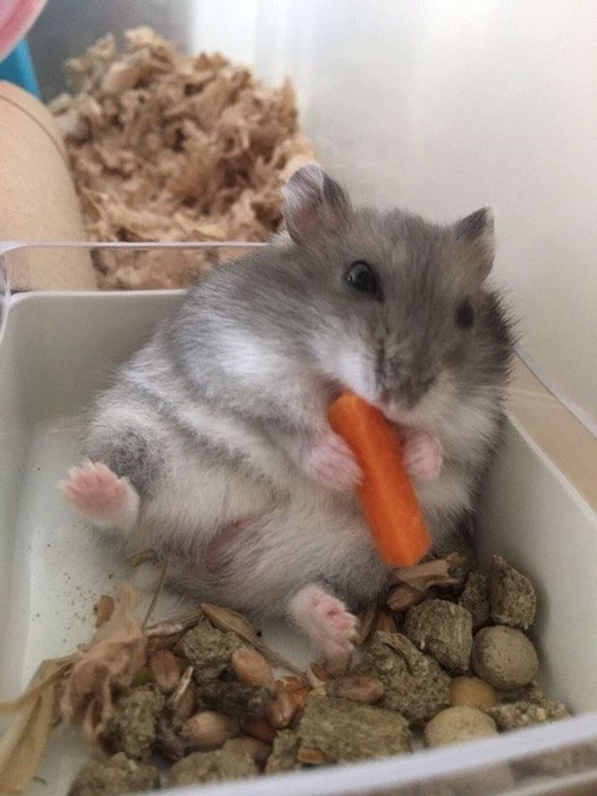 Moda 🐹🥕