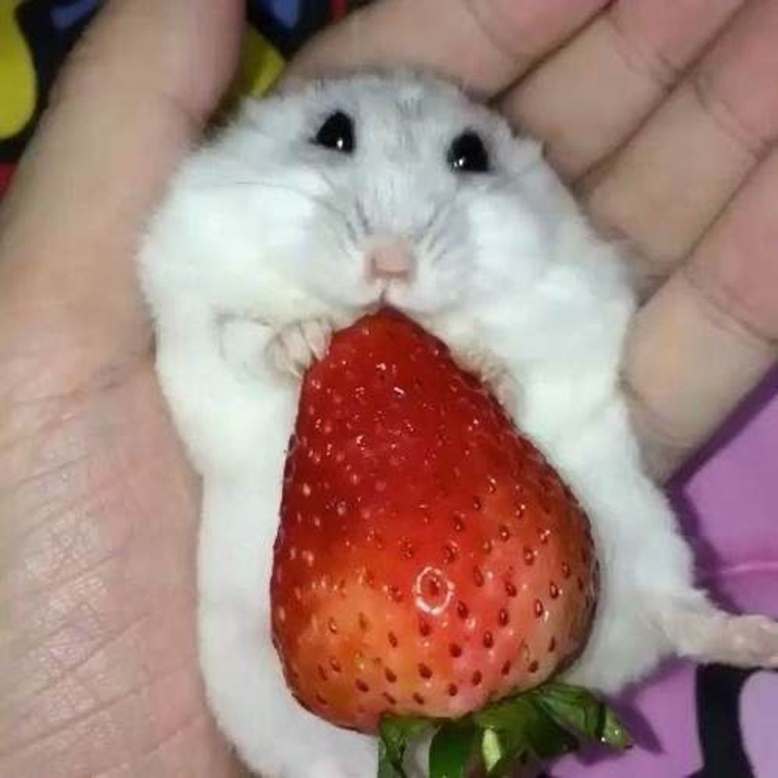 Fashion 🐹🍓