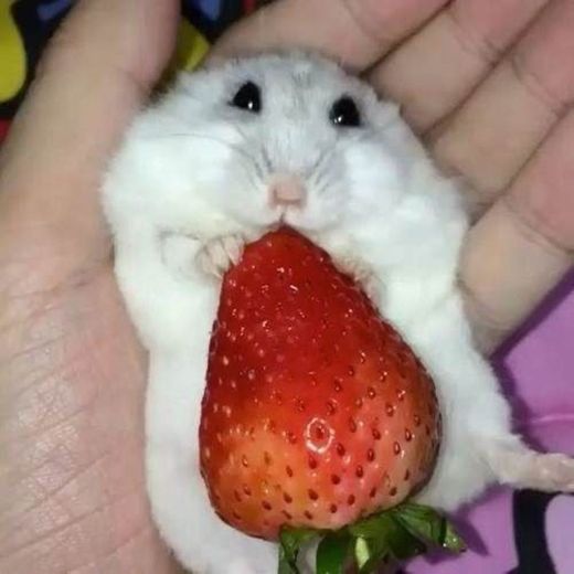 🐹🍓