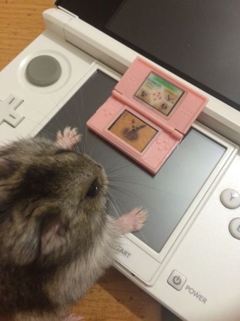 Moda gamer🐹