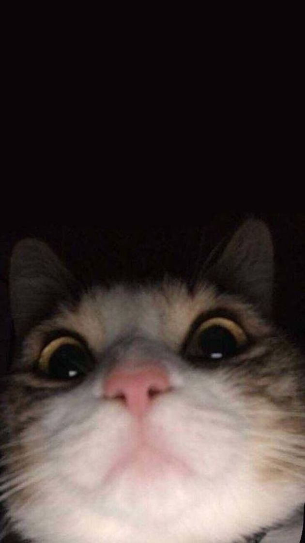 Wallpaper de gatinho 
