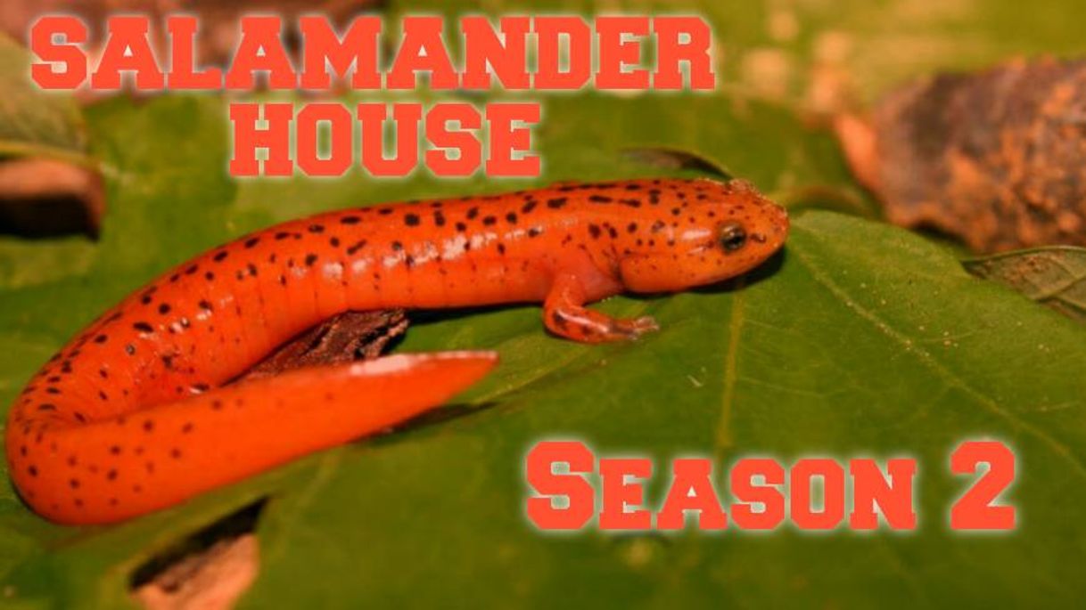 Fashion Salamander House