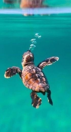 wallpaper turtle 