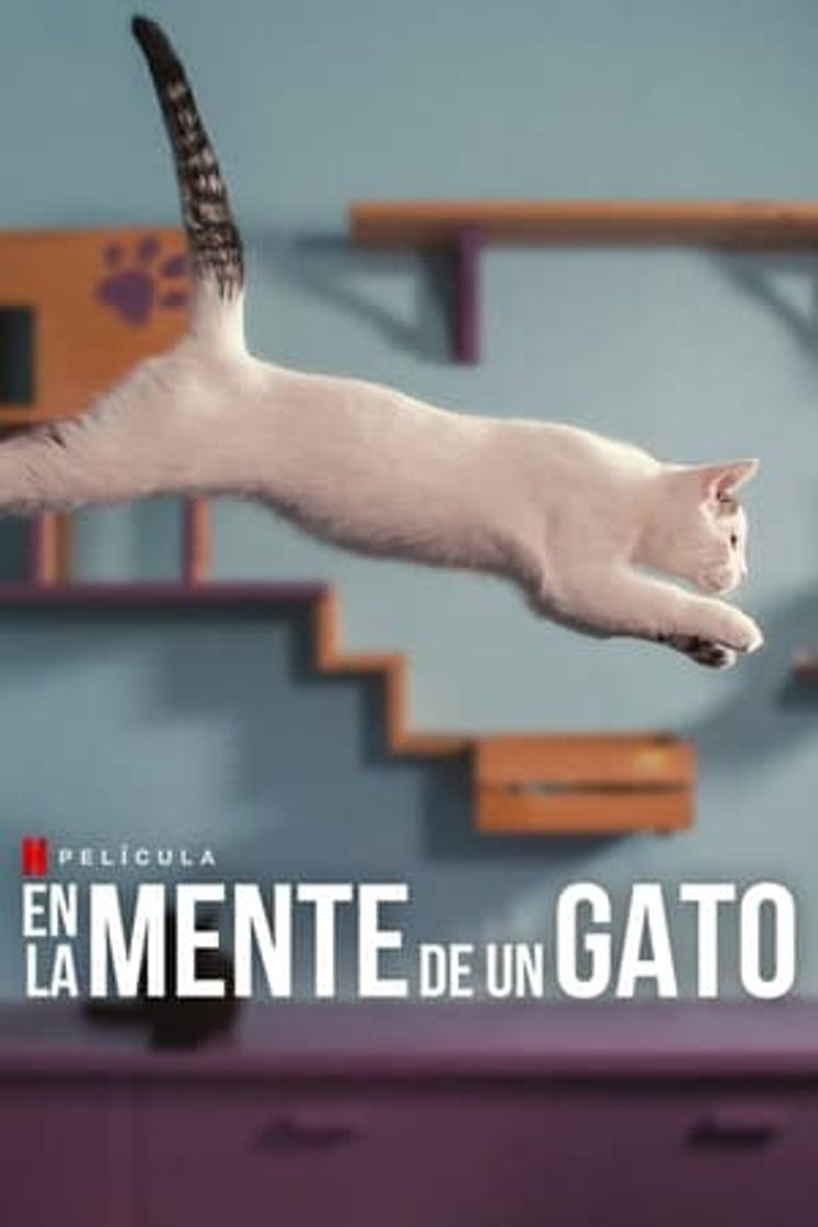 Película En la mente de un gato