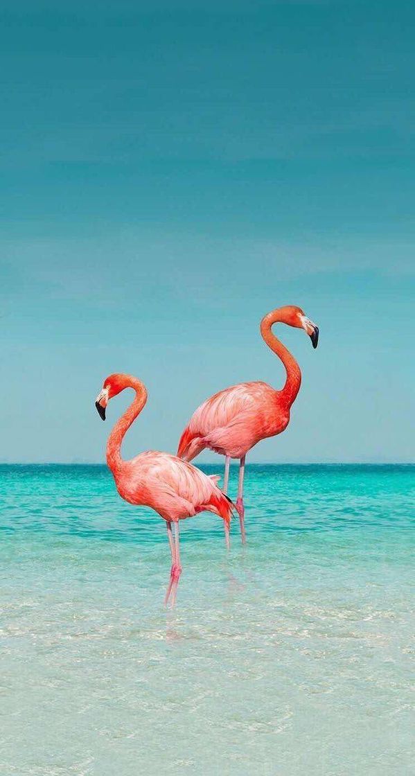 Moda Flamingo