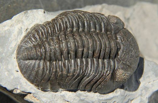 Trilobite 💯🔥