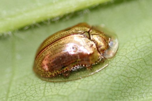 Escarabajo Tortuga (Charidotella sexpunctata 