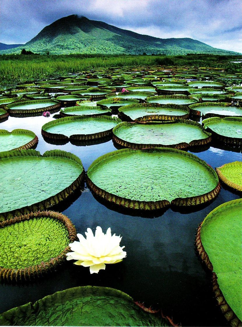 Fashion Pantanal Conservation Area