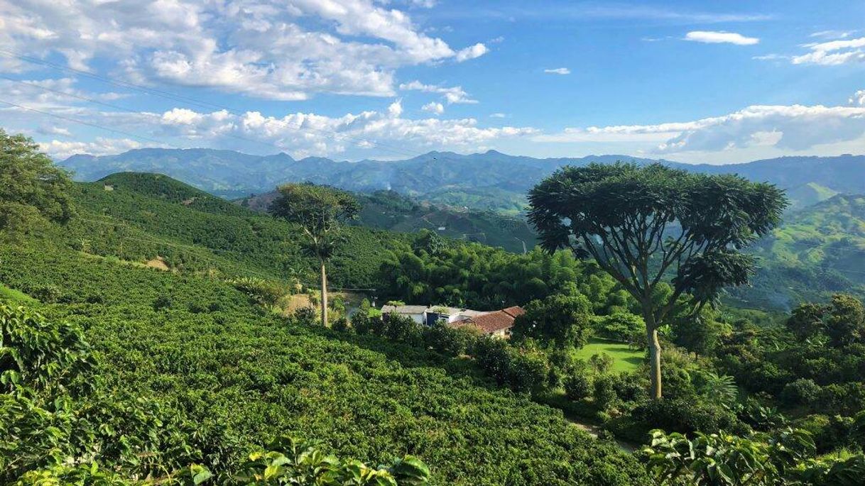 Moda Coffee Cultural Landscape of Colombia